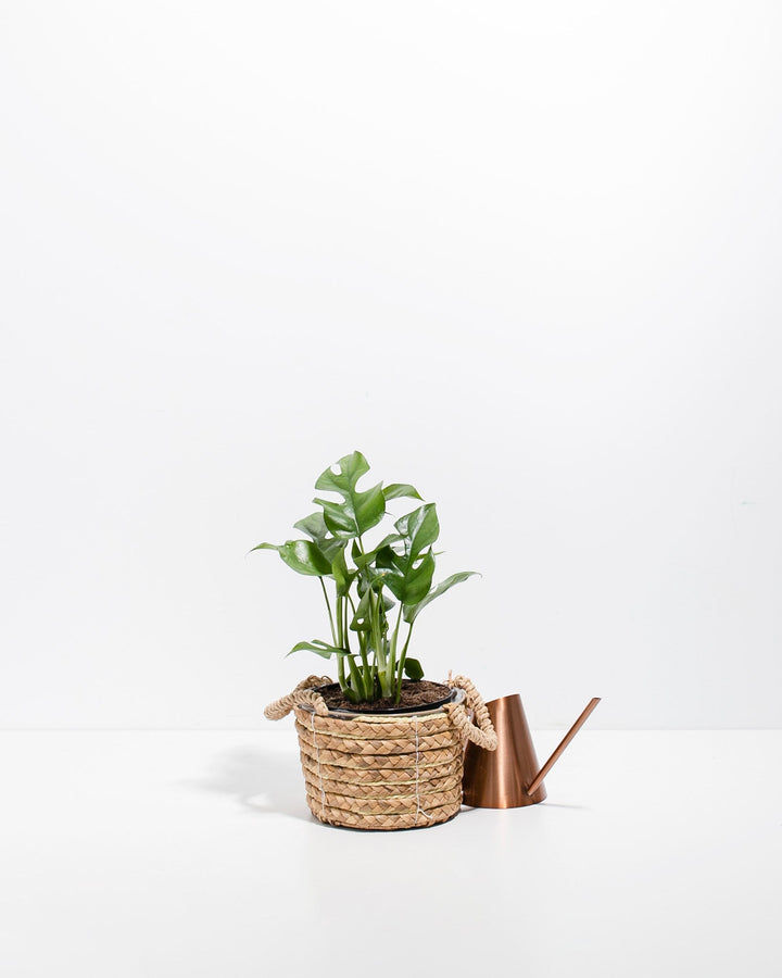 Philodendron Ginny (Mini Monstera)