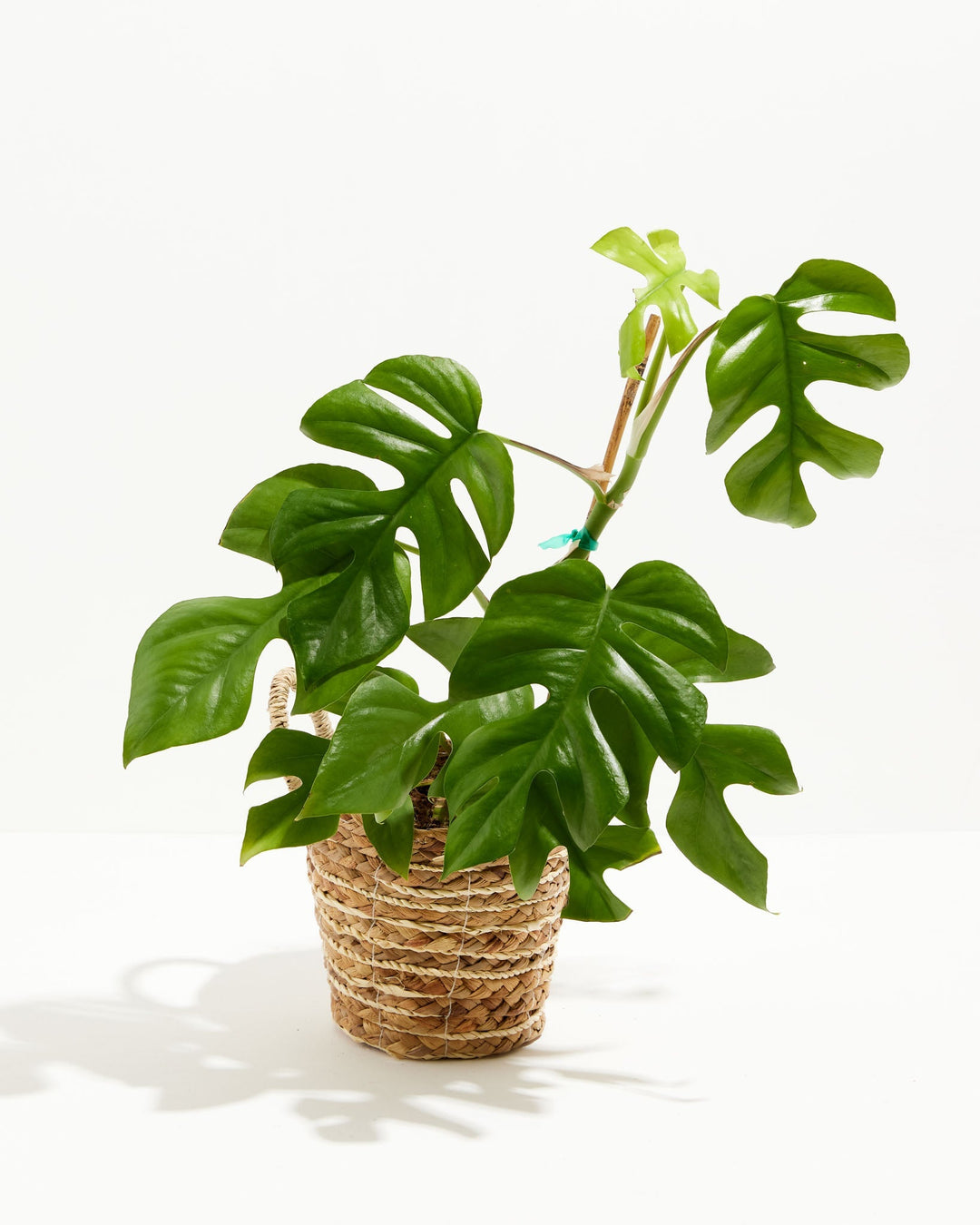 mini monstera vine Mini Monstera (Philodendron Ginny) For Sale With Care Guide