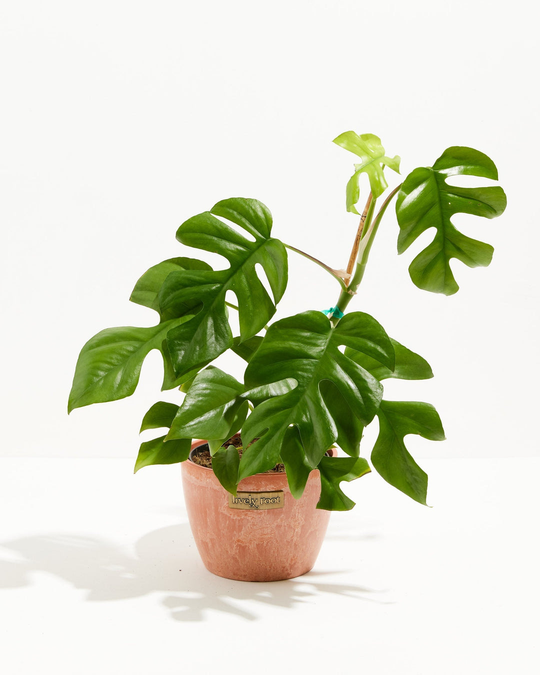 philodendron ginny vs monstera Mini Monstera (Philodendron Ginny) For Sale With Care Guide Small / Eco Pot / Coconut