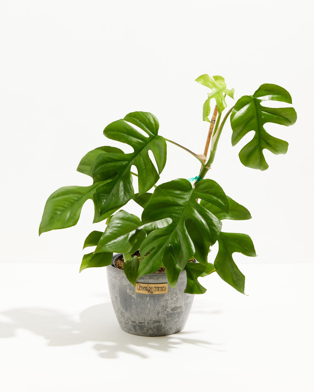buy mini monstera Mini Monstera (Philodendron Ginny) For Sale With Care Guide Small / Eco Pot / Coconut