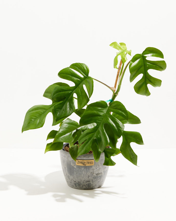 Philodendron Ginny (Mini Monstera)