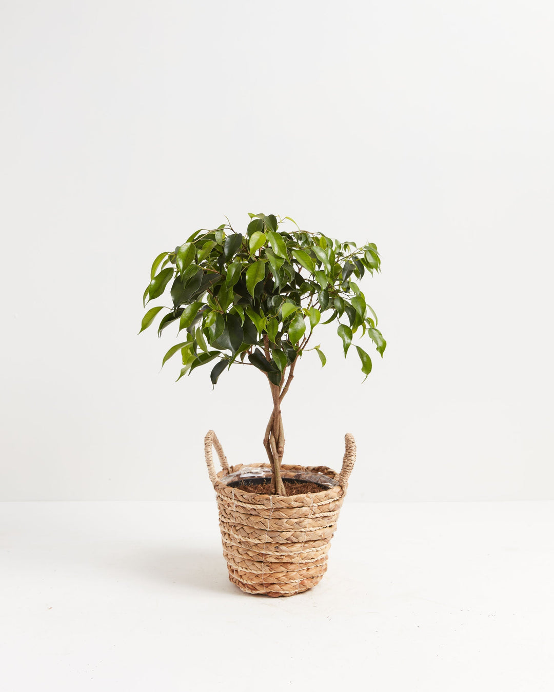 care of ficus tree indoor plant Ficus Benjamina Midnight Braid | Indoor Plants