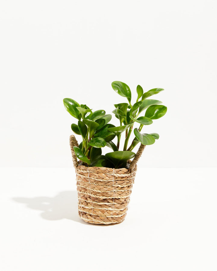 Peperomia Lemon Lime