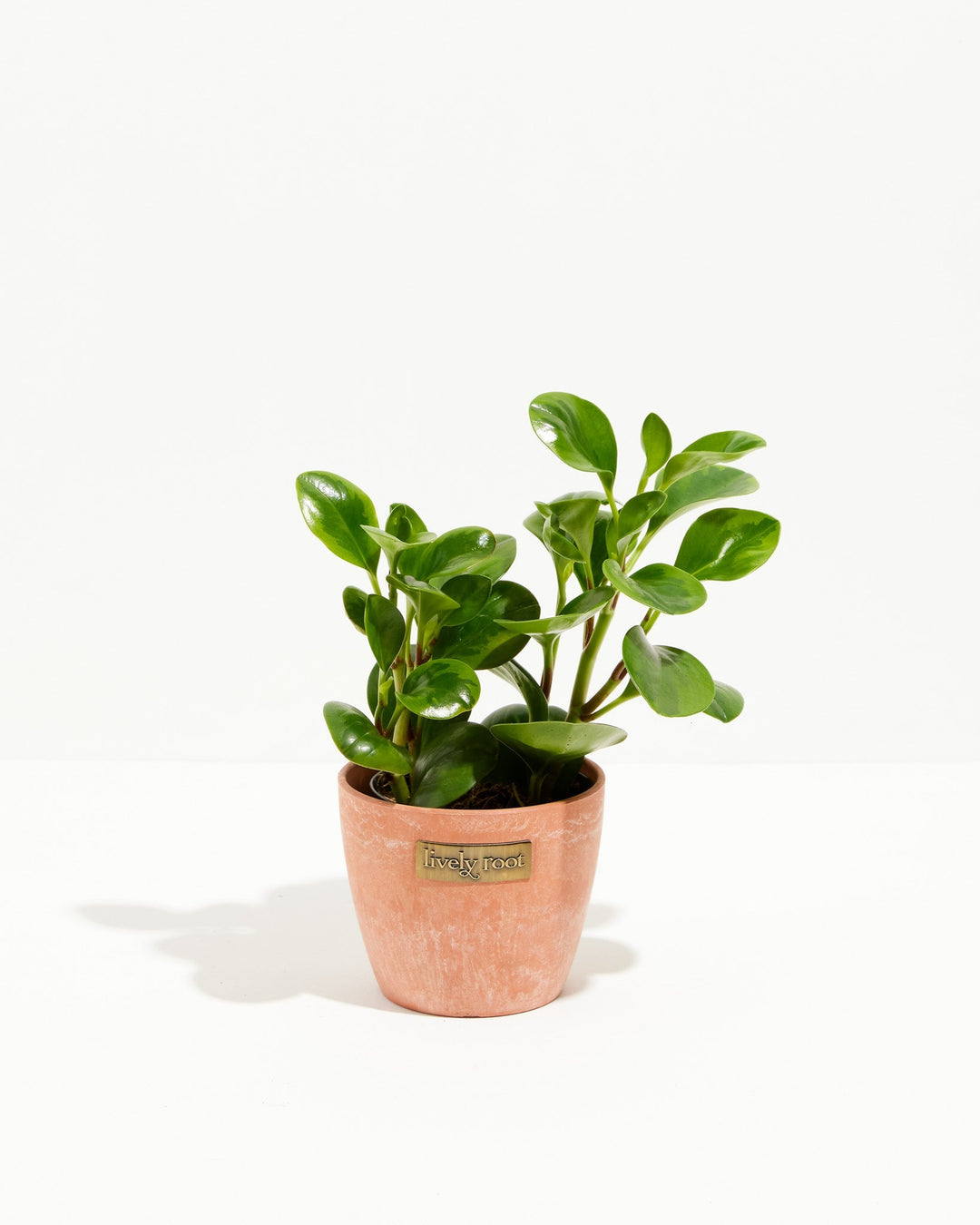 Peperomia Lemon Lime