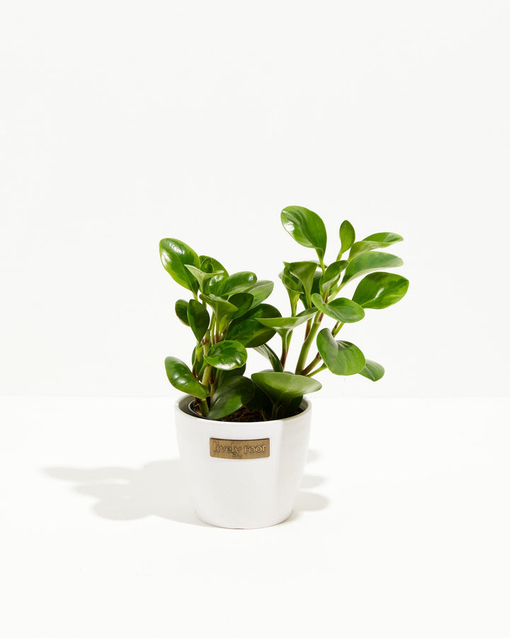 Peperomia Lemon Lime
