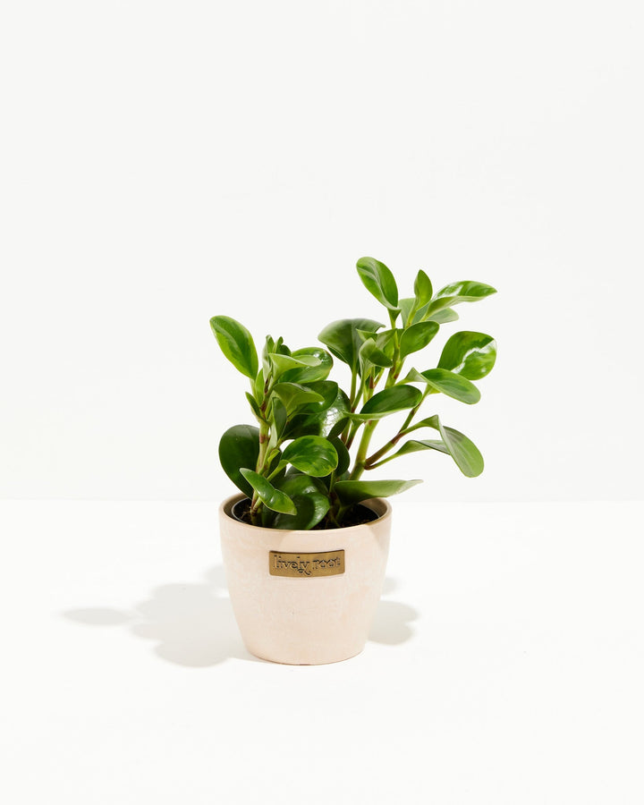 Peperomia Lemon Lime