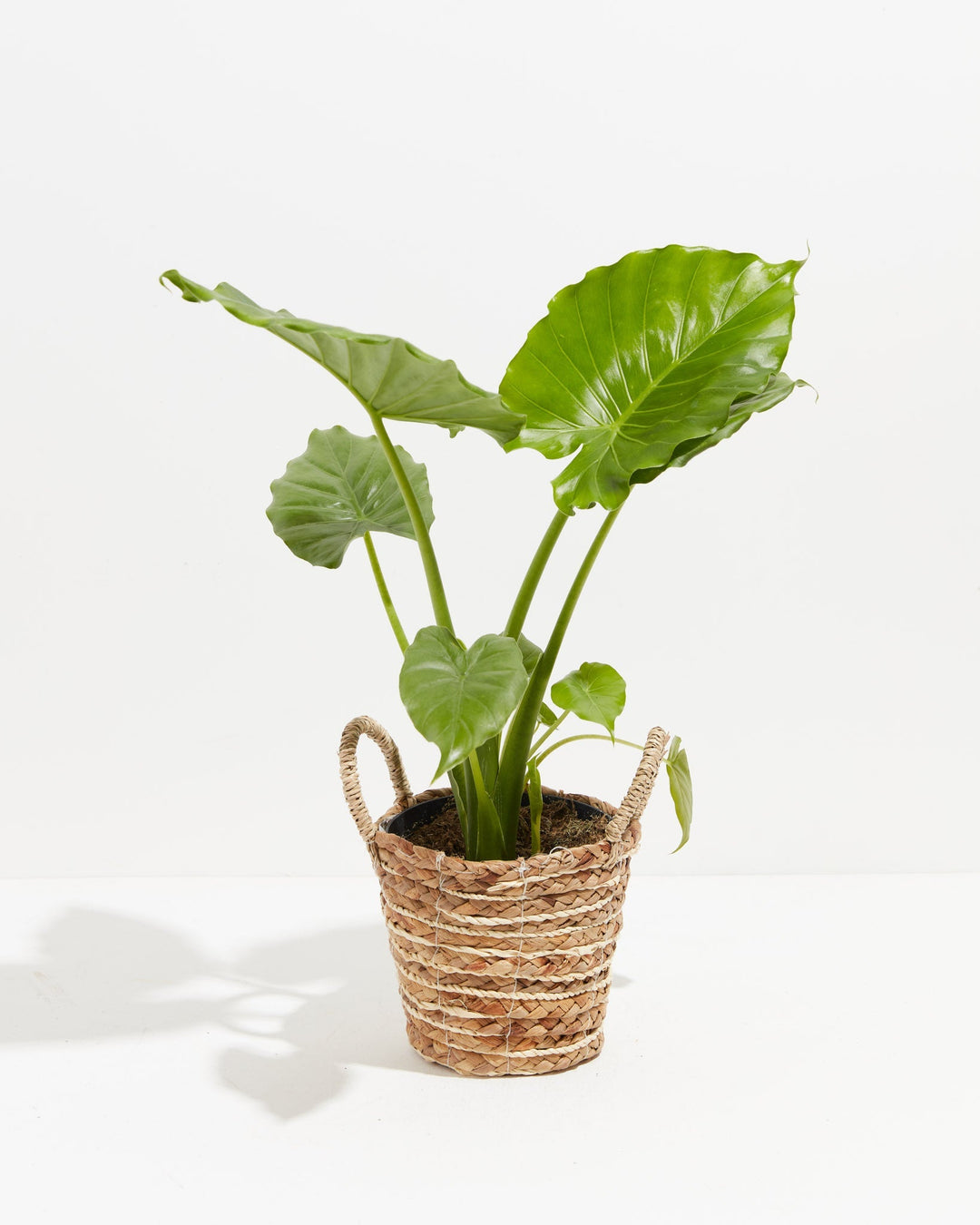 baby alocasia gagaena california elephant ear plant live tree garden Elephant Ears | Gagaena California