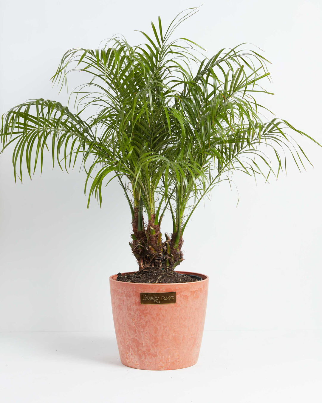 Pygmy Date Palm