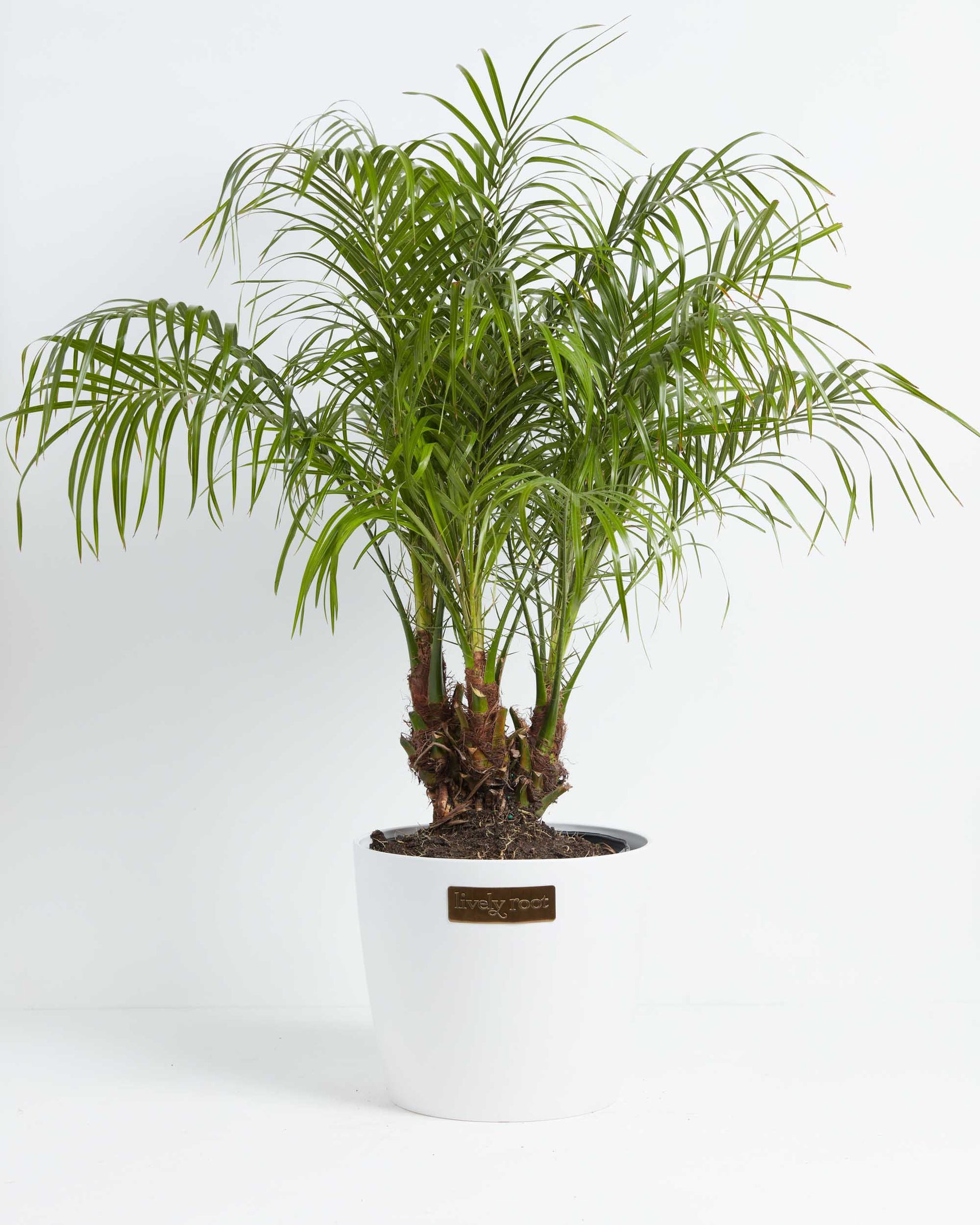 face palm plant Pygmy Date Palm | Palm Trees