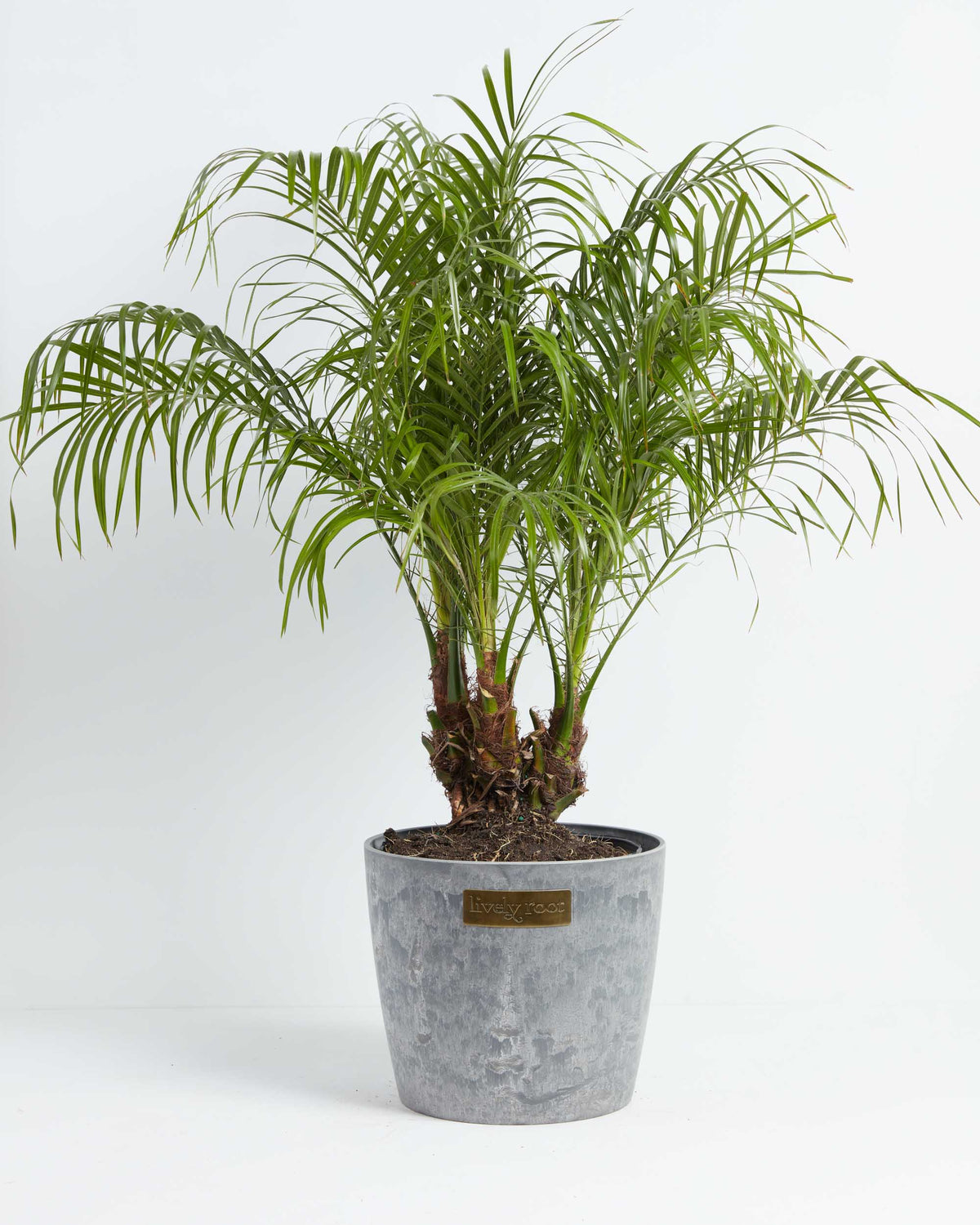 Pygmy Date Palm | Palm Trees | Lively Root