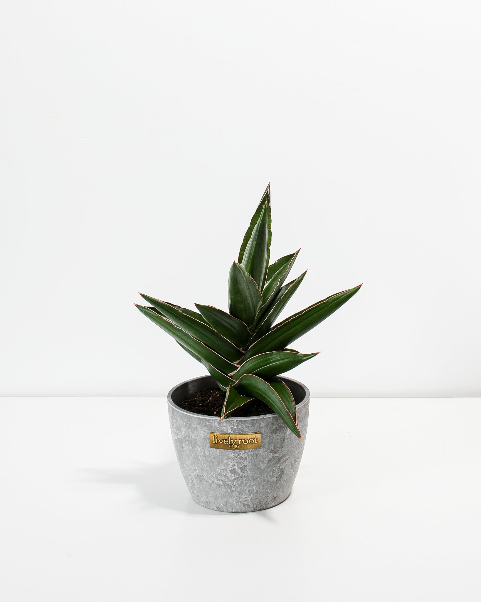 Sansevieria Samurai For Sale Including Care Guide