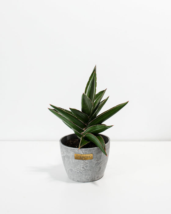 Sansevieria Samurai