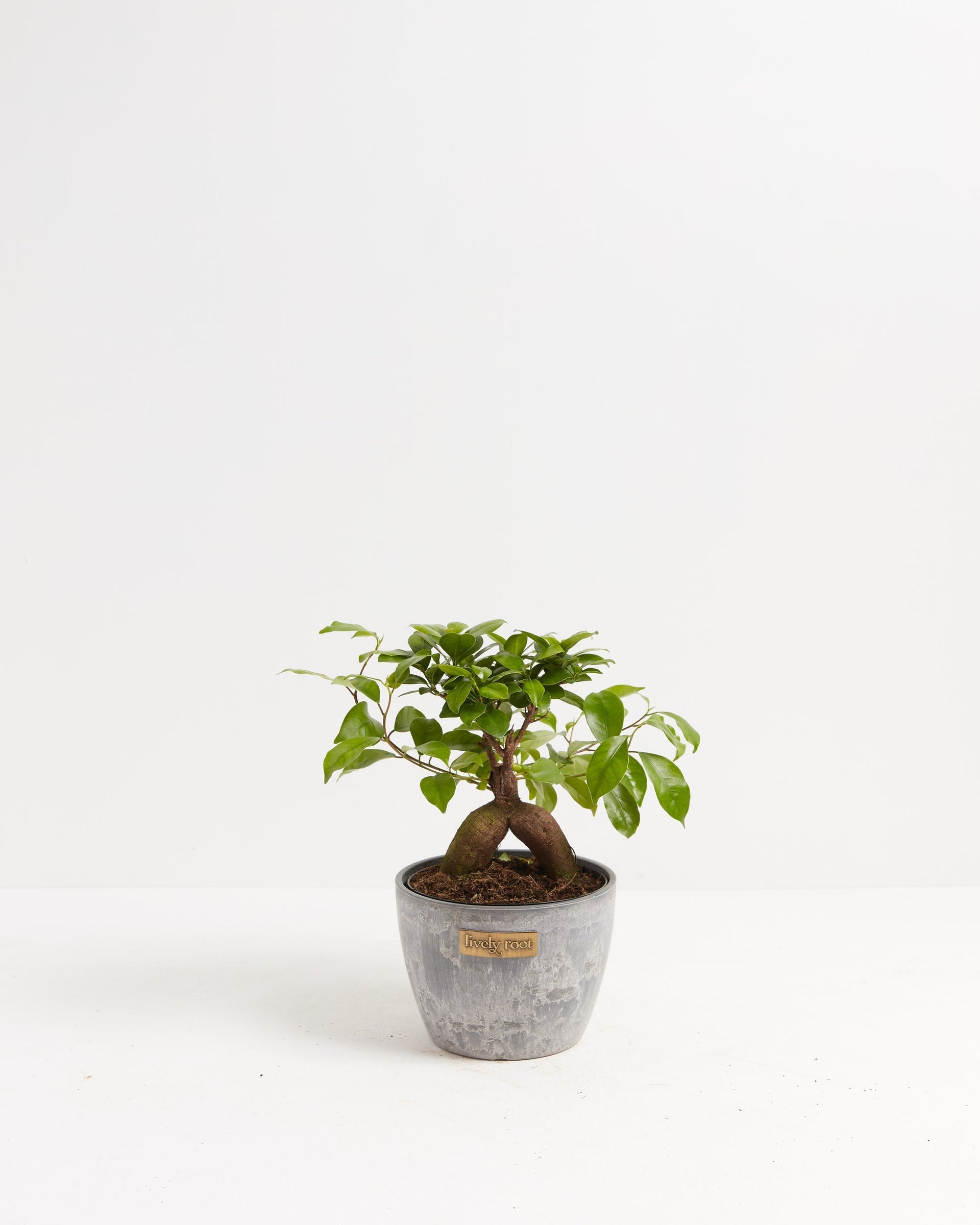 ficus bonsai tree benefits Ficus Ginseng: Add Zen to Your Home or Office