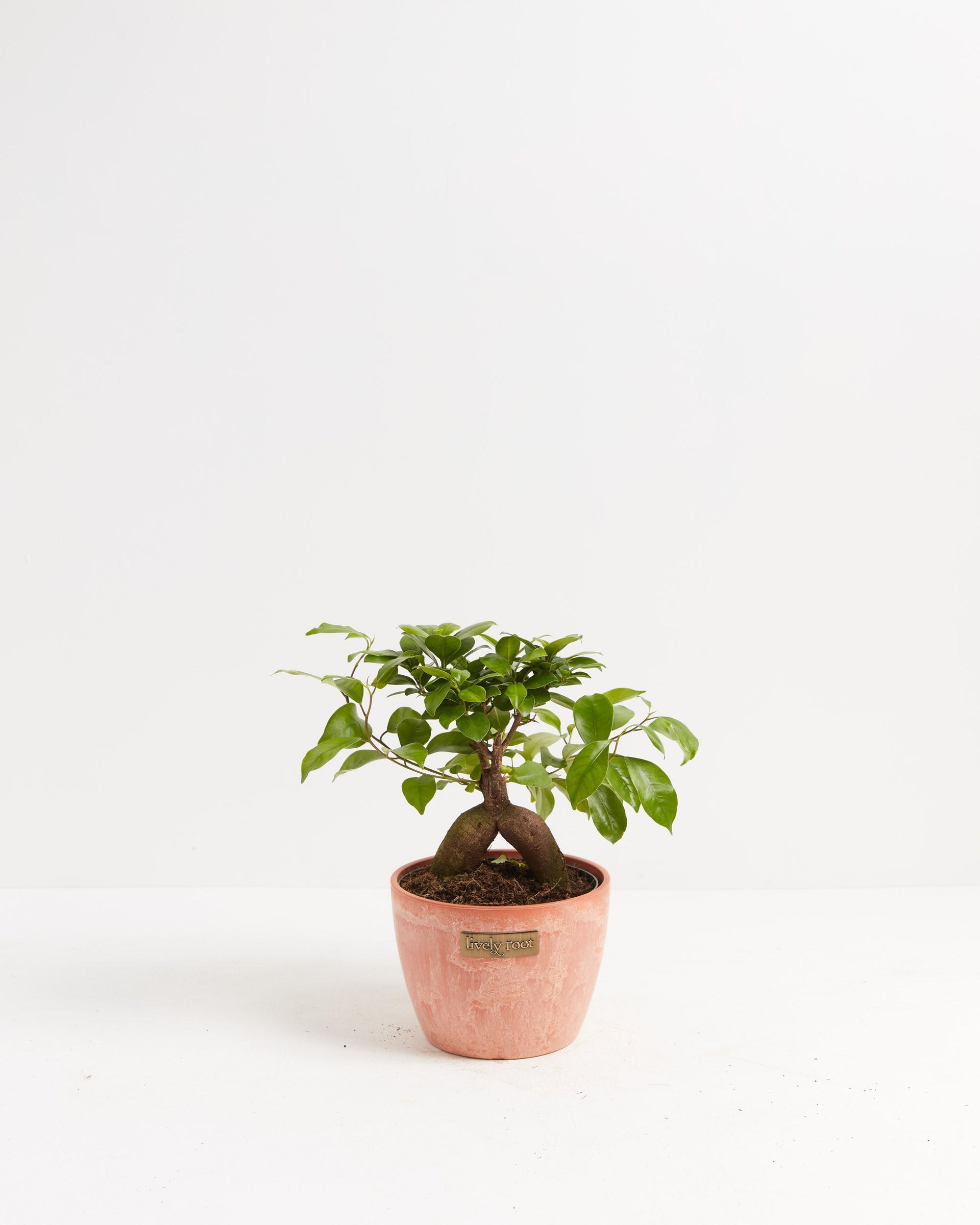 Ficus Ginseng: Add Zen to Your Home or Office