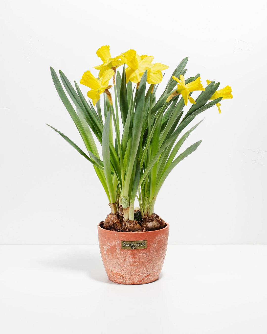 can you plant daffodils in a pot Yellow Daffodil For Sale Including Care Guide & Growing Tips