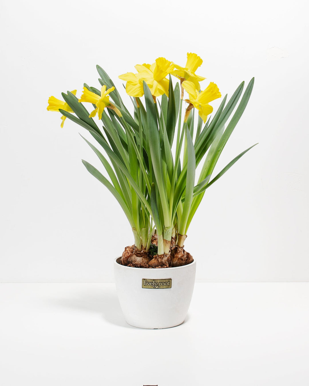 are daffodils indoor plants Yellow Daffodil For Sale Including Care Guide & Growing Tips