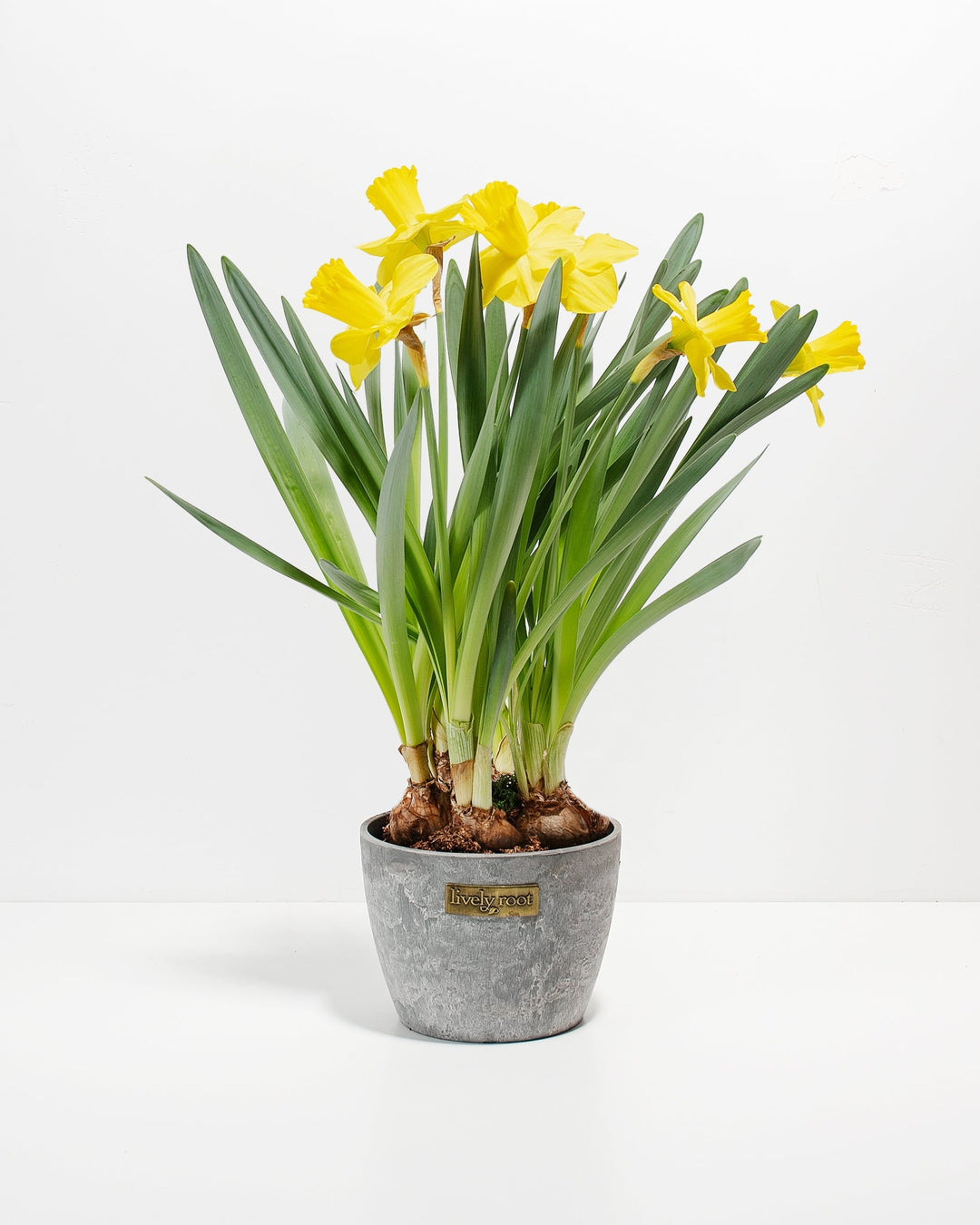 daffodil plant pot Yellow Daffodil For Sale Including Care Guide & Growing Tips