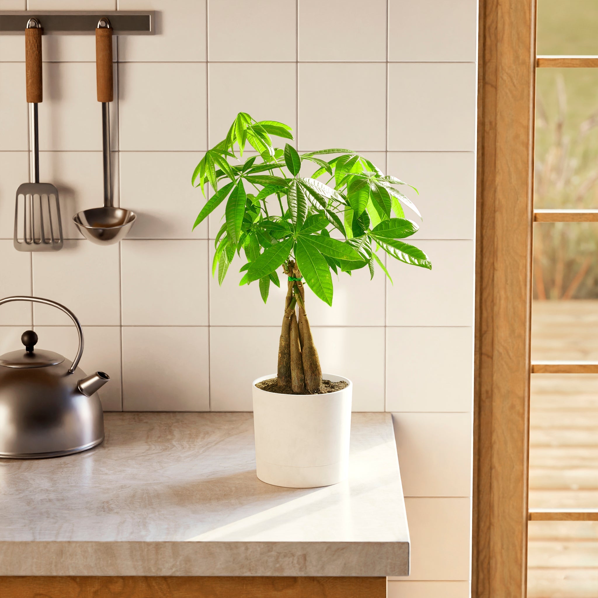 areca palm indoor plants Areca Palm Tree for Sale
