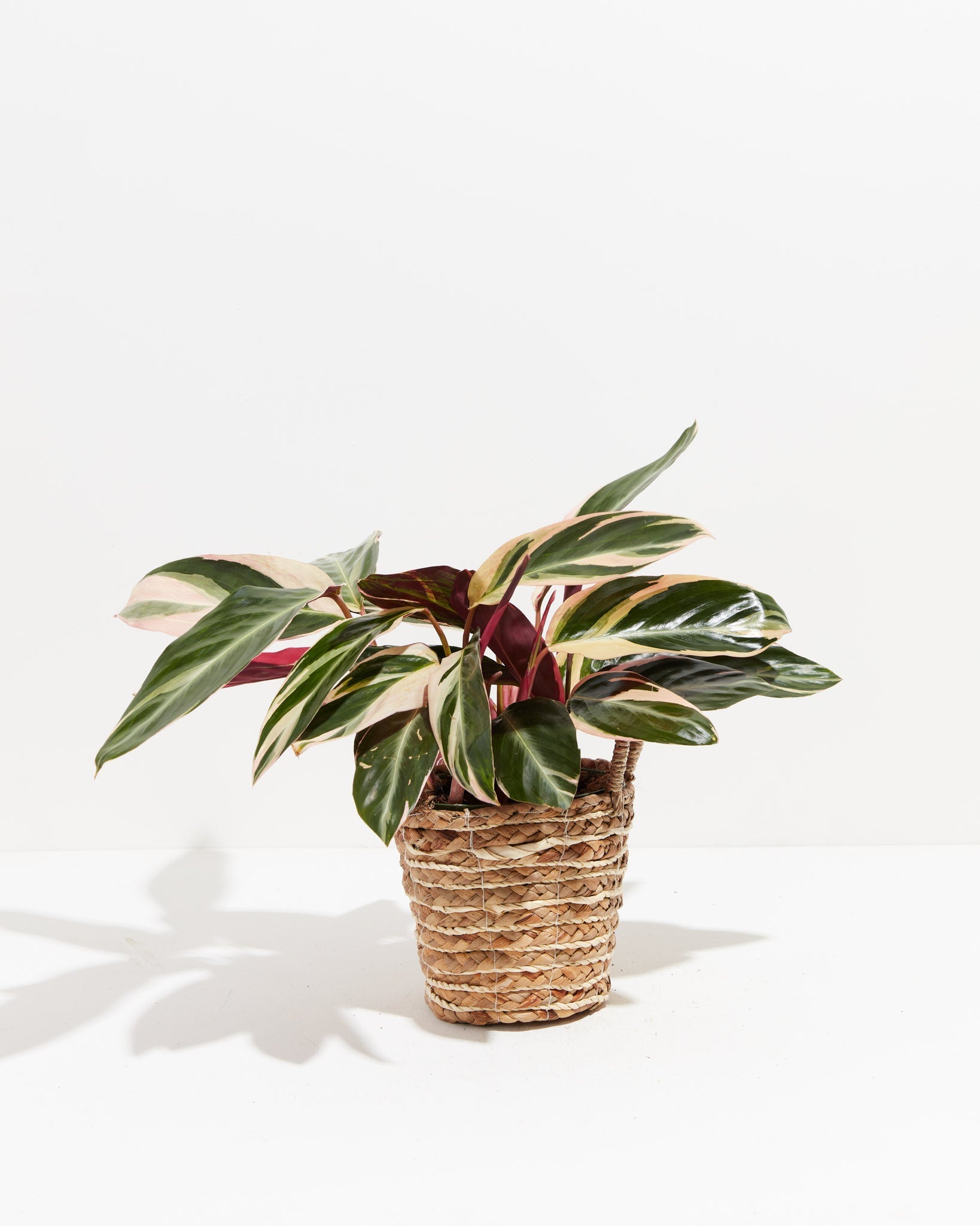 triostar prayer plant Stromanthe Triostar | Prayer Plants