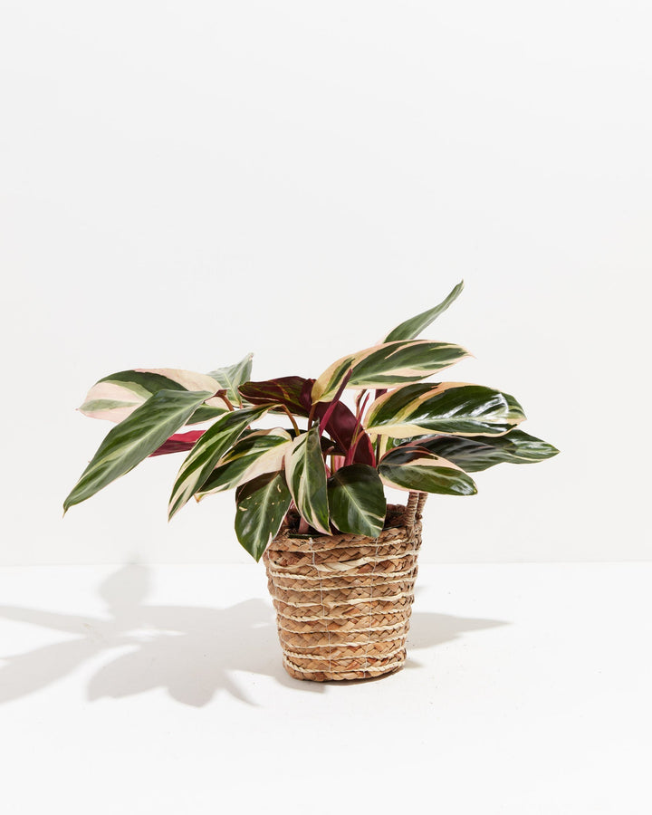 Calathea Stromanthe Triostar