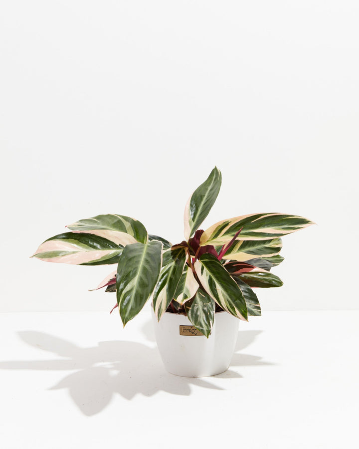 Calathea Stromanthe Triostar