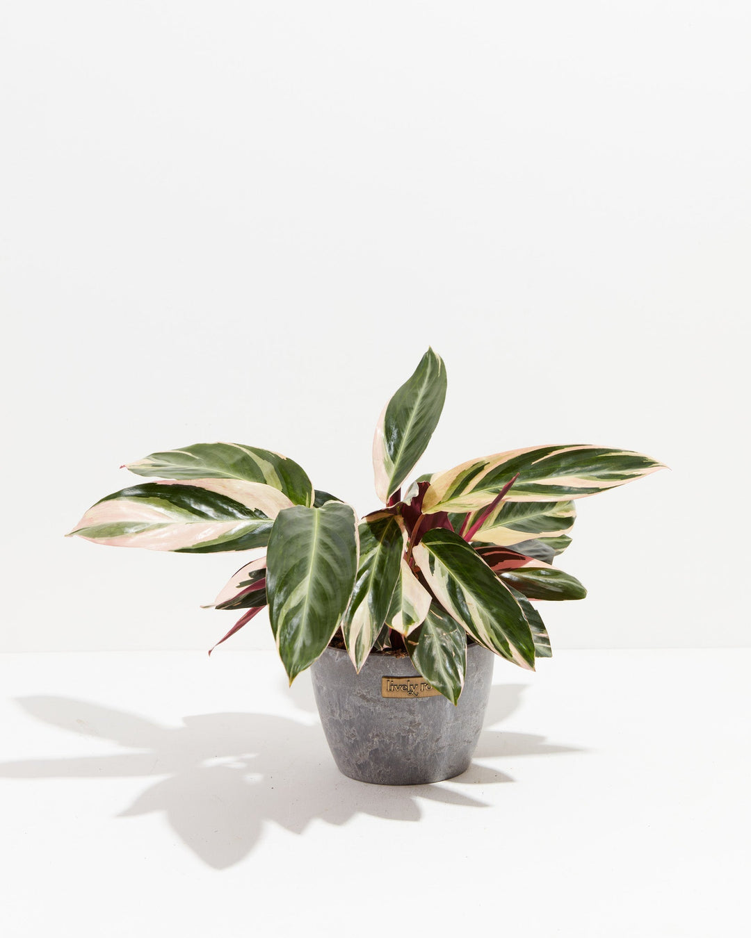 Calathea Stromanthe Triostar