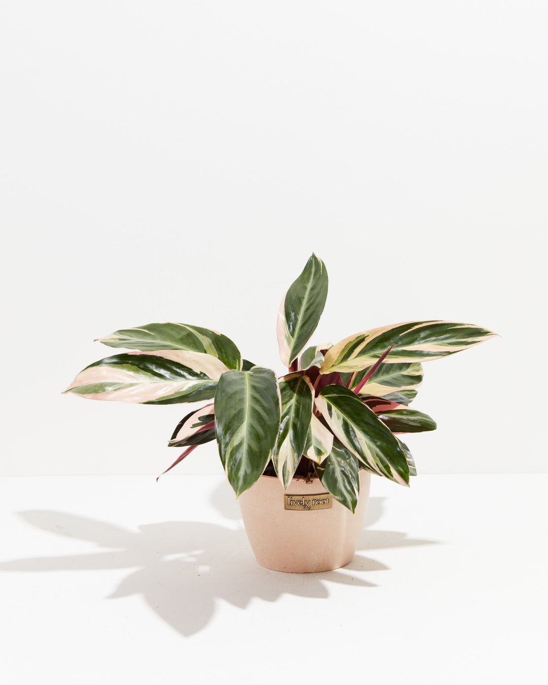 Calathea Stromanthe Triostar