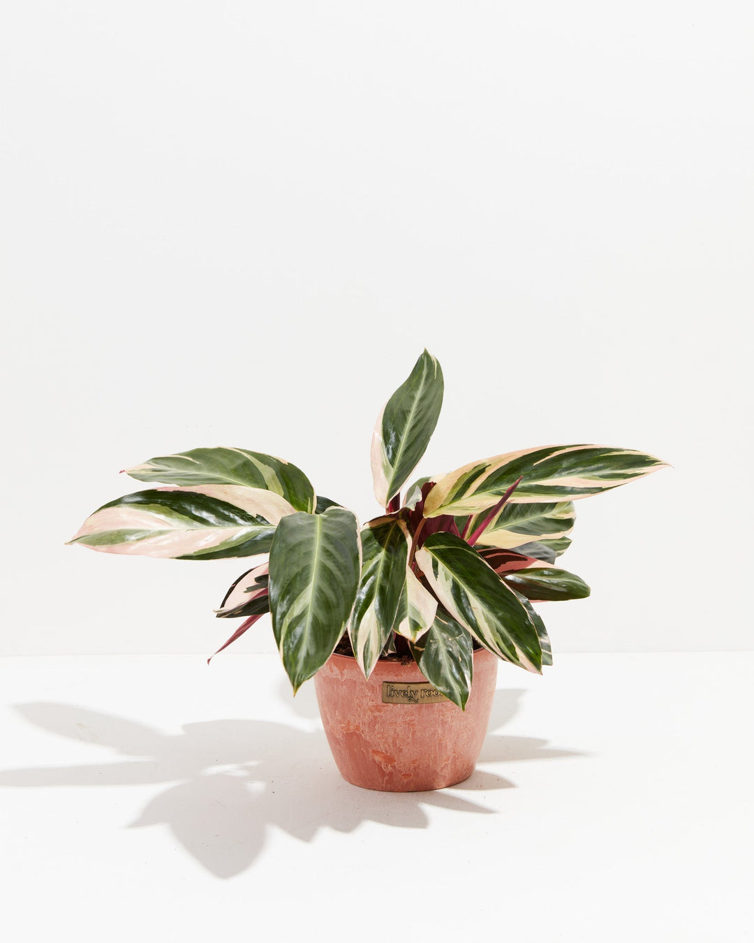 Calathea Stromanthe Triostar