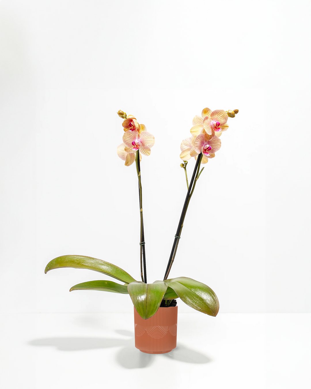 philodendron orchid Arcadia Phalaenopsis Orchid | Orchids Delivery