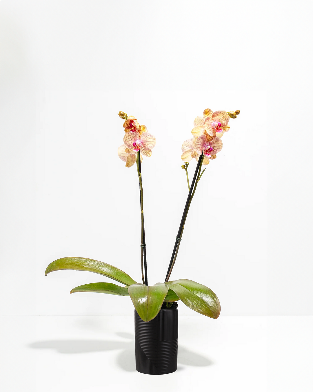 Arcadia Phalaenopsis Orchid