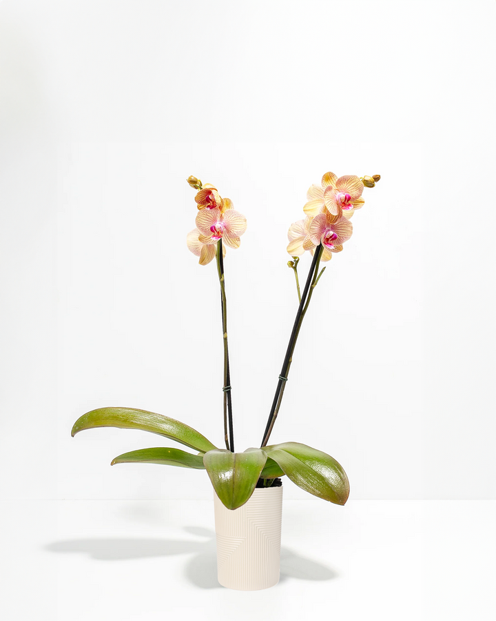 Arcadia Phalaenopsis Orchid