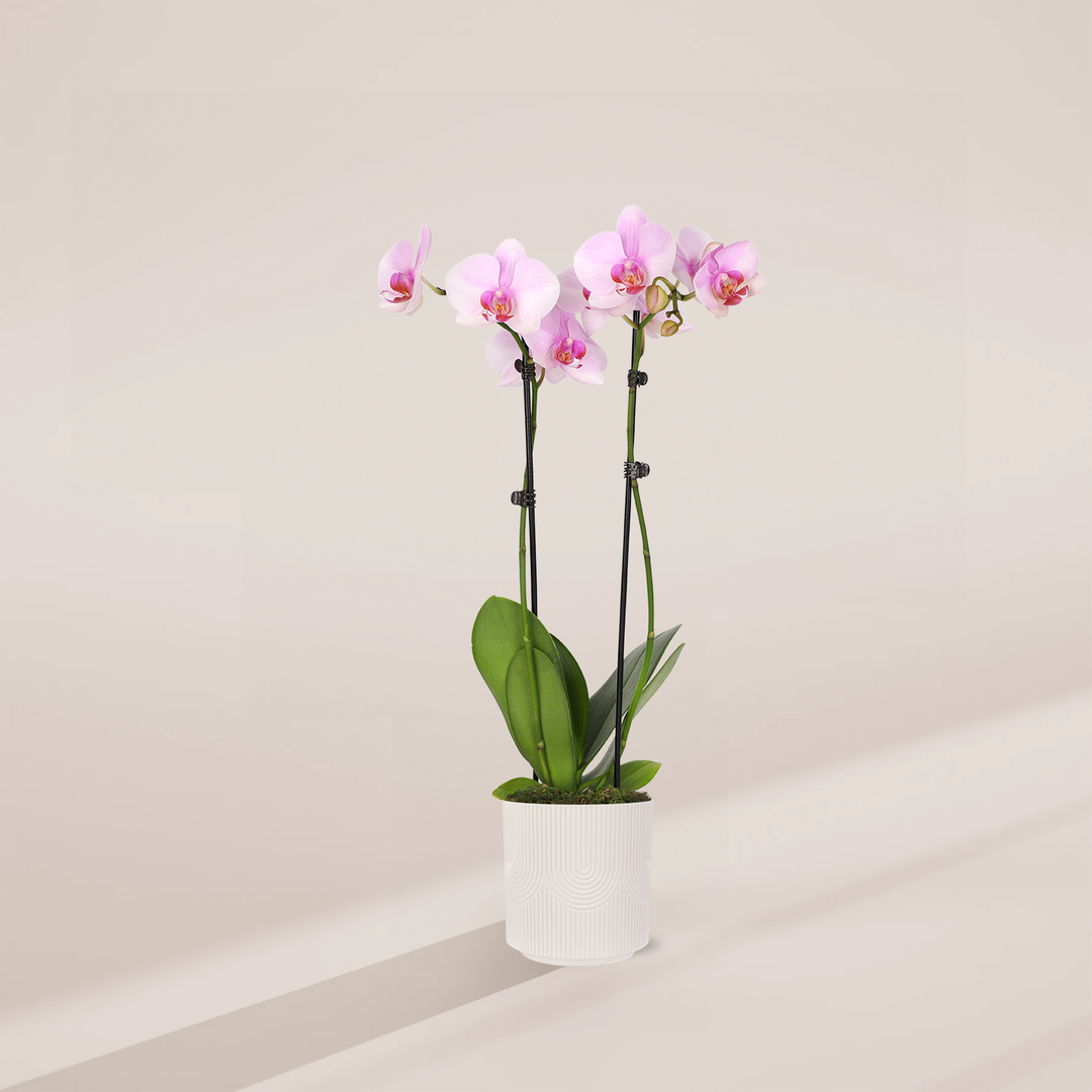 Pink Phalaenopsis Orchid