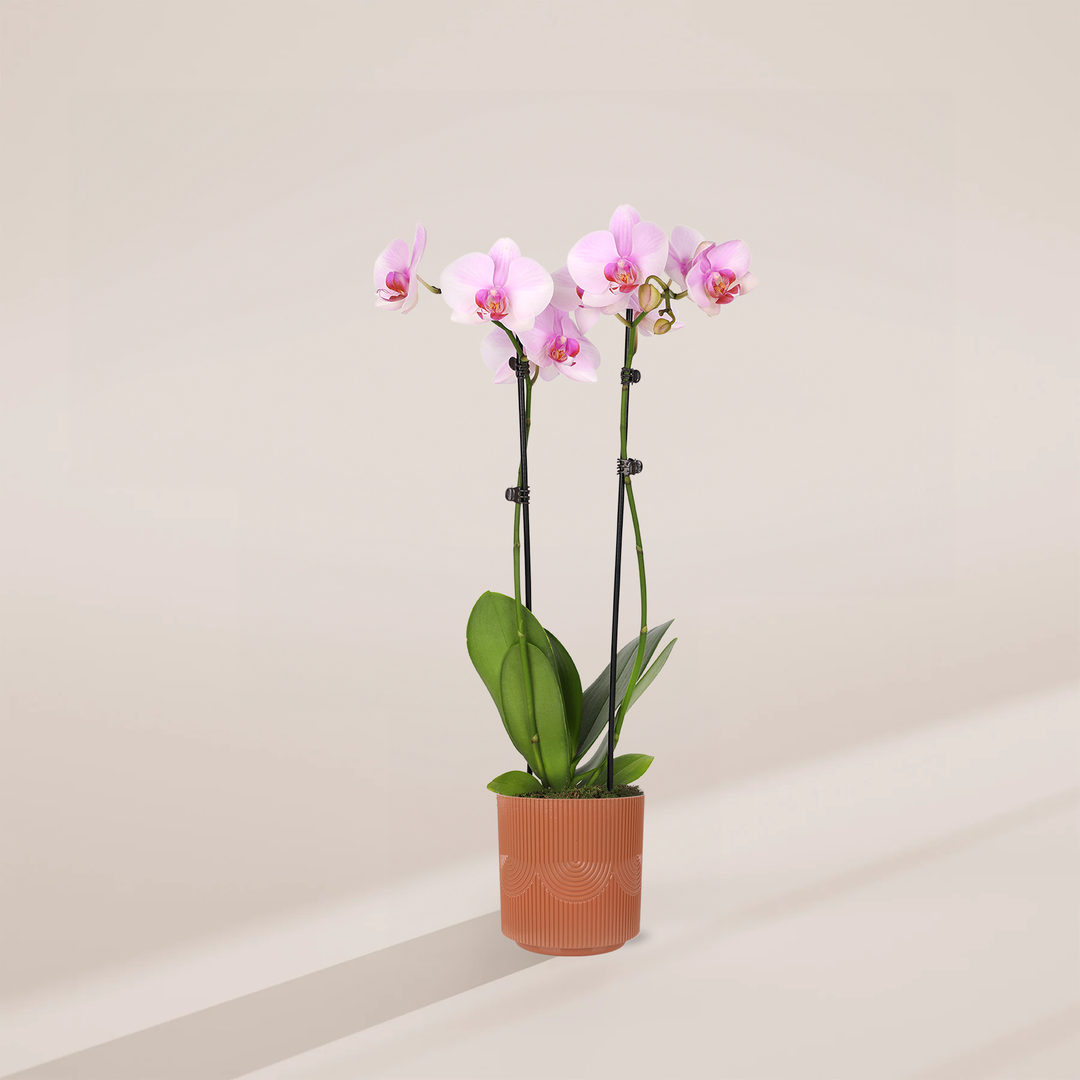 Pink Phalaenopsis Orchid