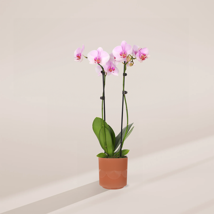 Pink Phalaenopsis Orchid