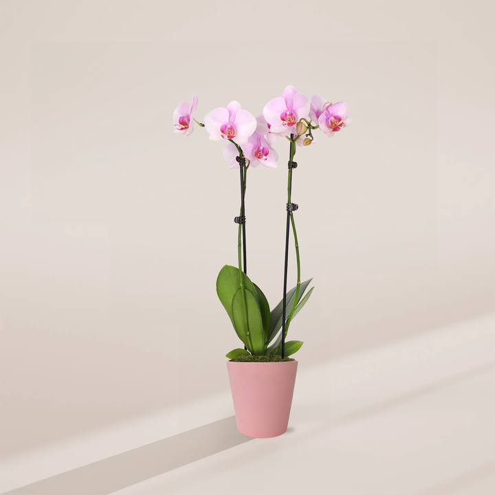 Pink Phalaenopsis Orchid