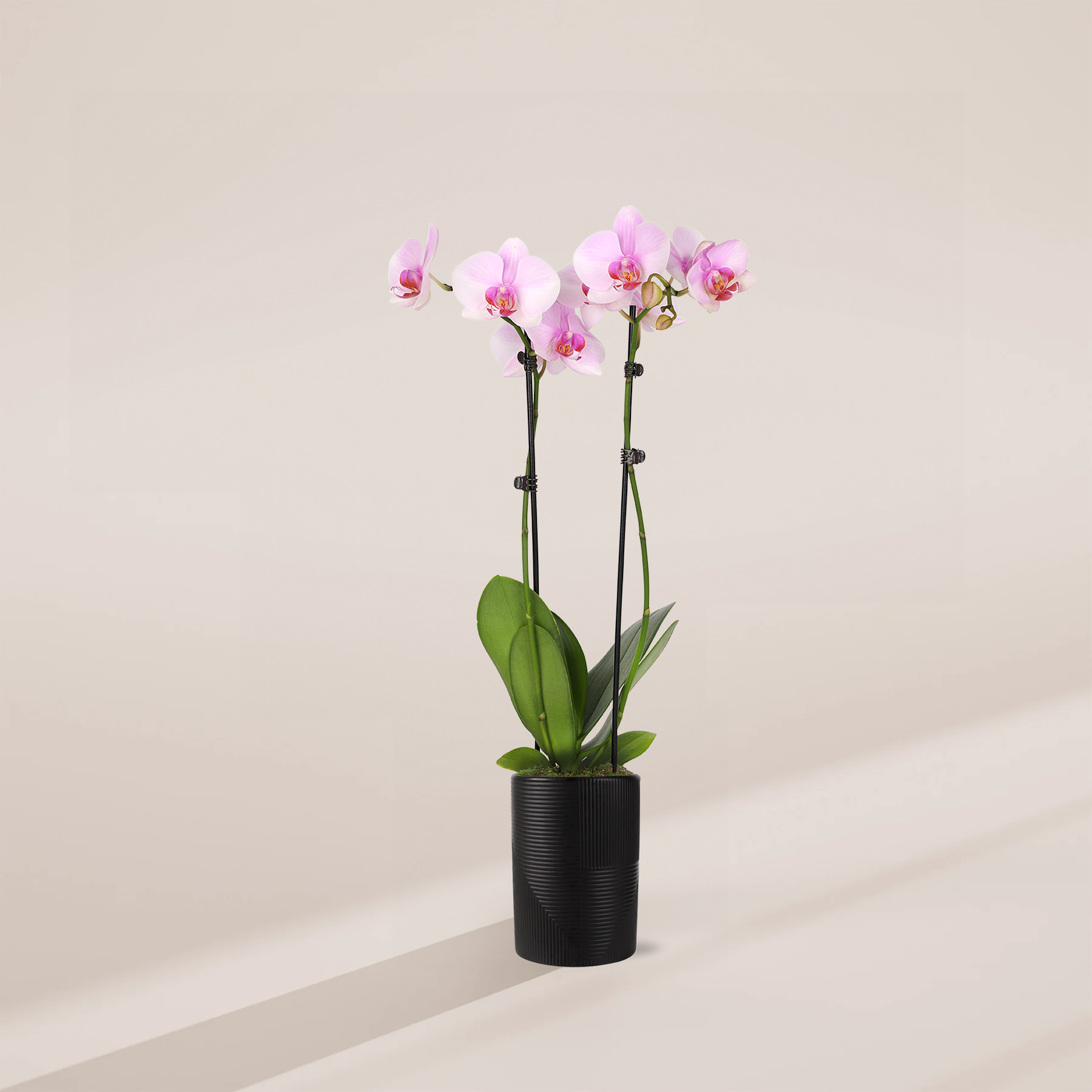 house plant orchid Pink Phalaenopsis Orchid | Valentine's Day Orchids Delivery