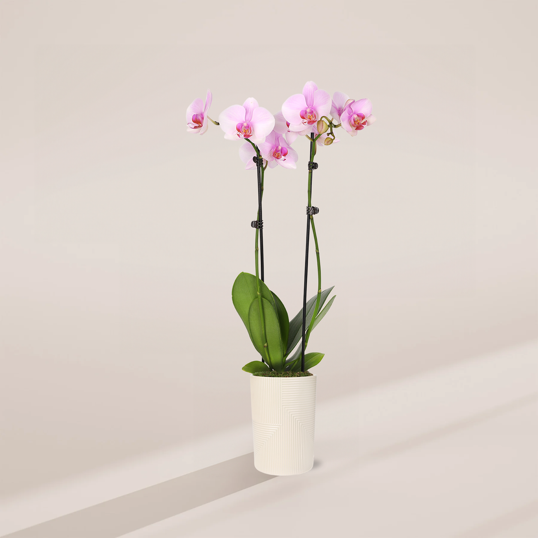 Pink Phalaenopsis Orchid