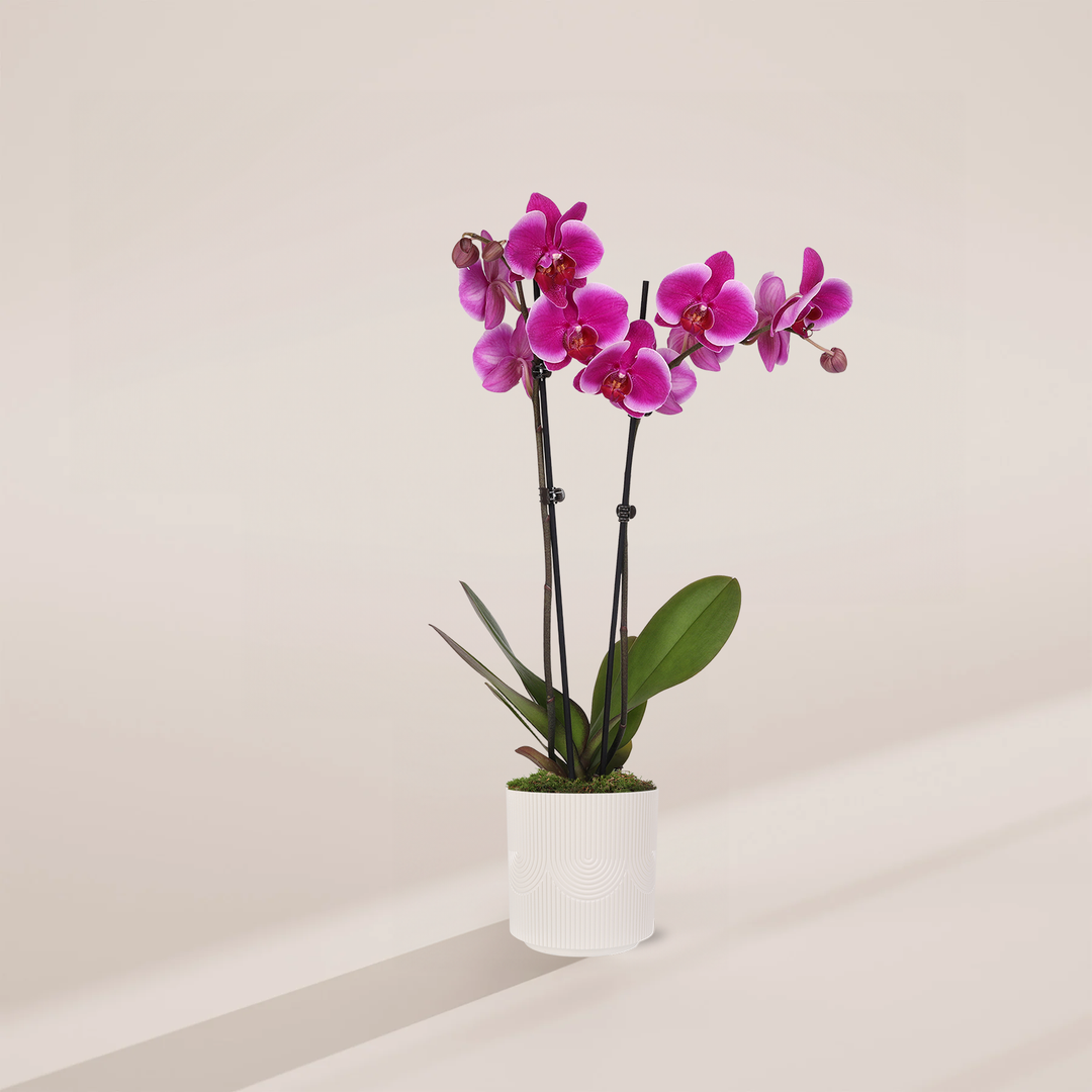 Purple Phalaenopsis Orchid
