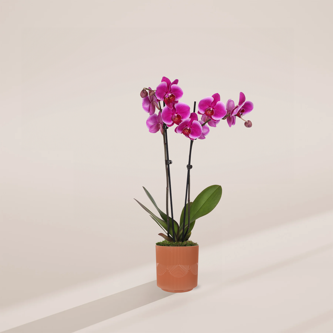 Purple Phalaenopsis Orchid
