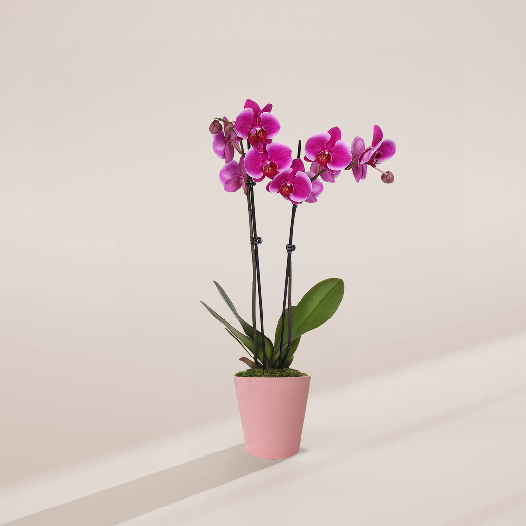 Purple Phalaenopsis Orchid