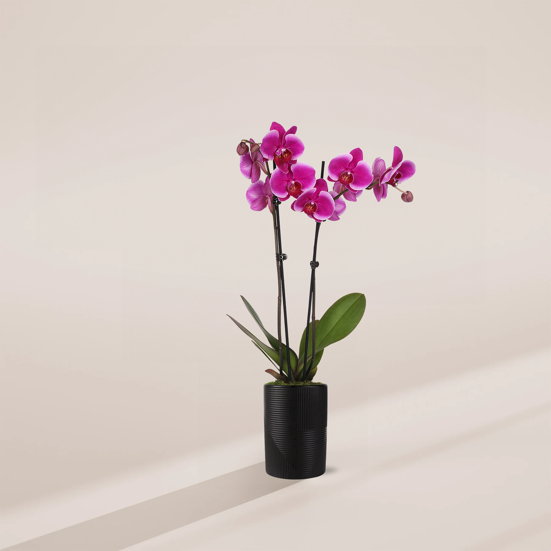 Purple Phalaenopsis Orchid