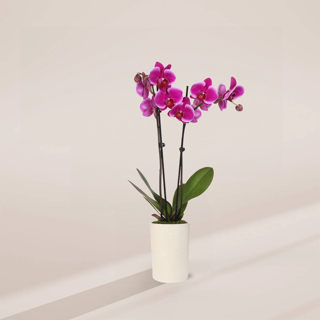 Purple Phalaenopsis Orchid