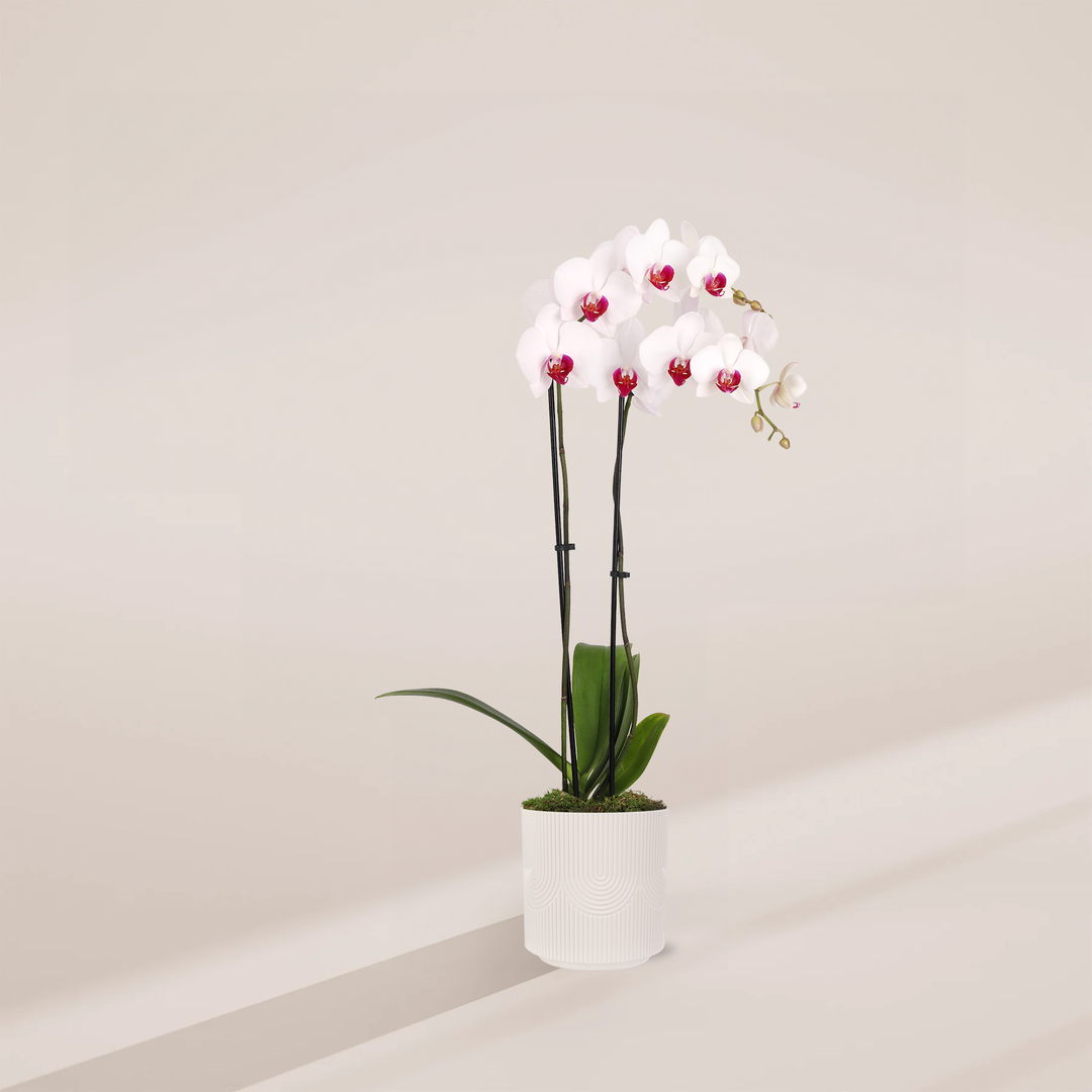 Red Lip Moth Orchid