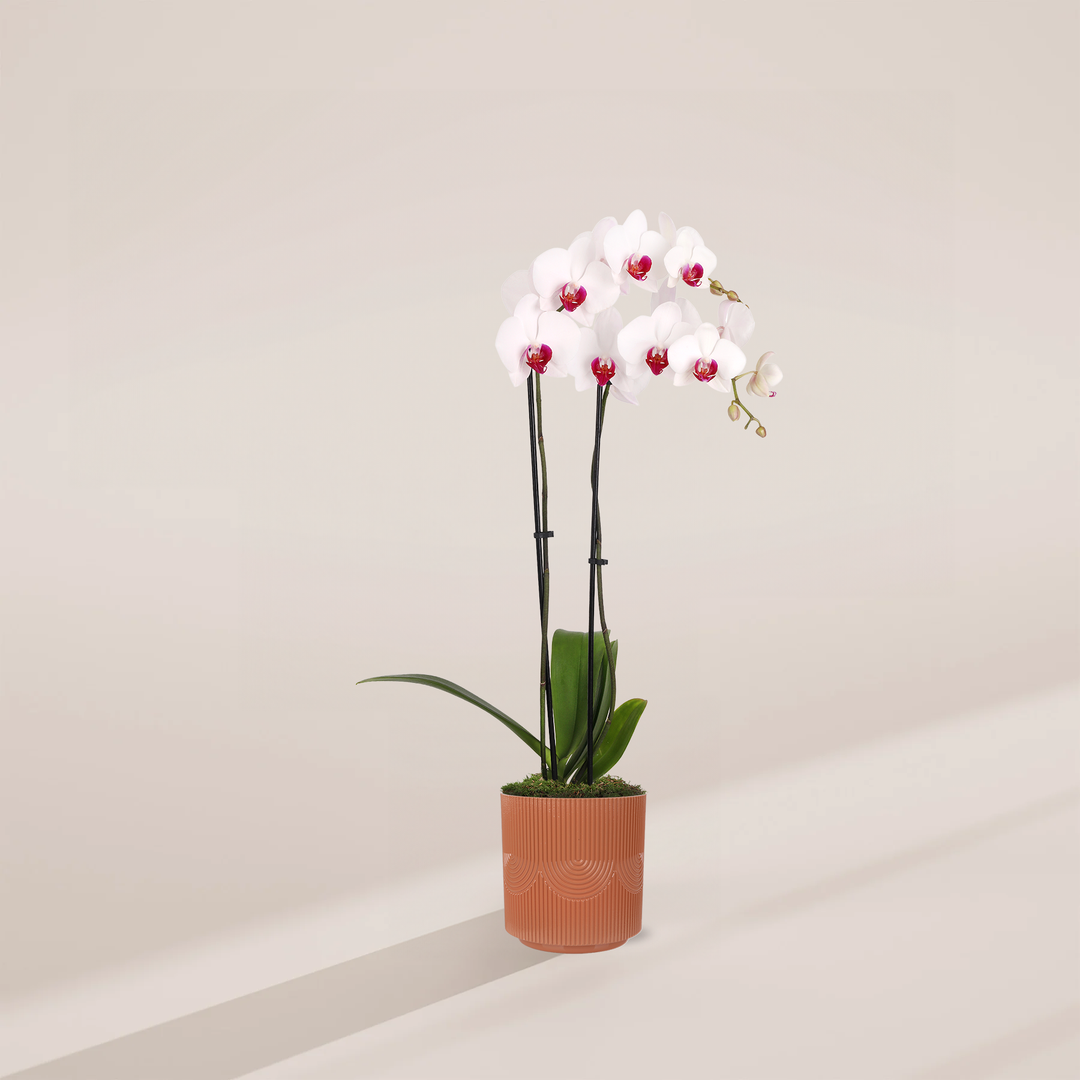 Red Lip Moth Orchid