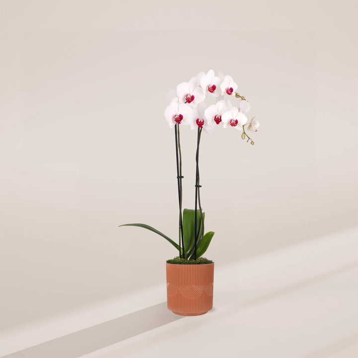 Red Lip Moth Orchid