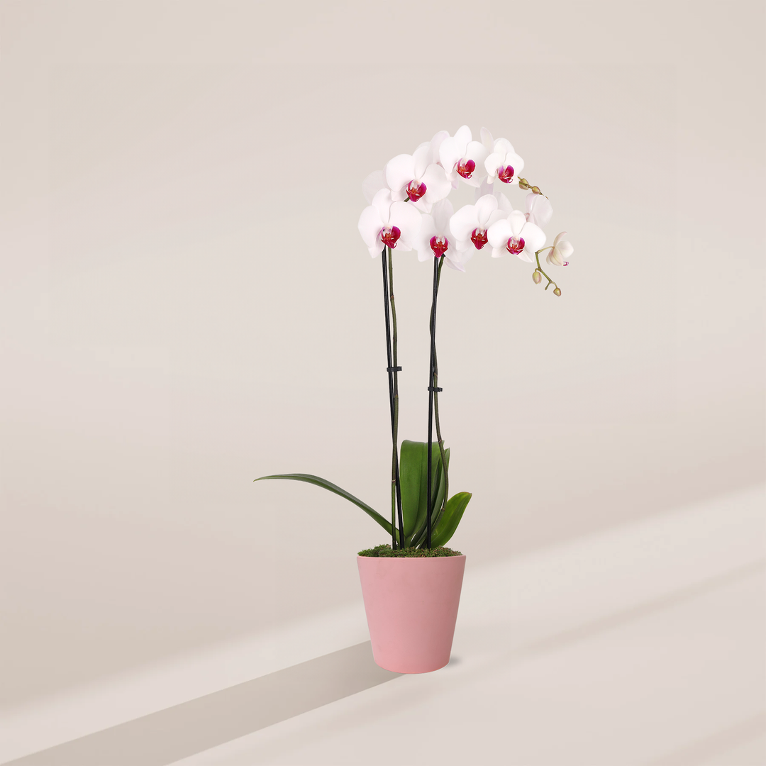 Red Lip Moth Orchid