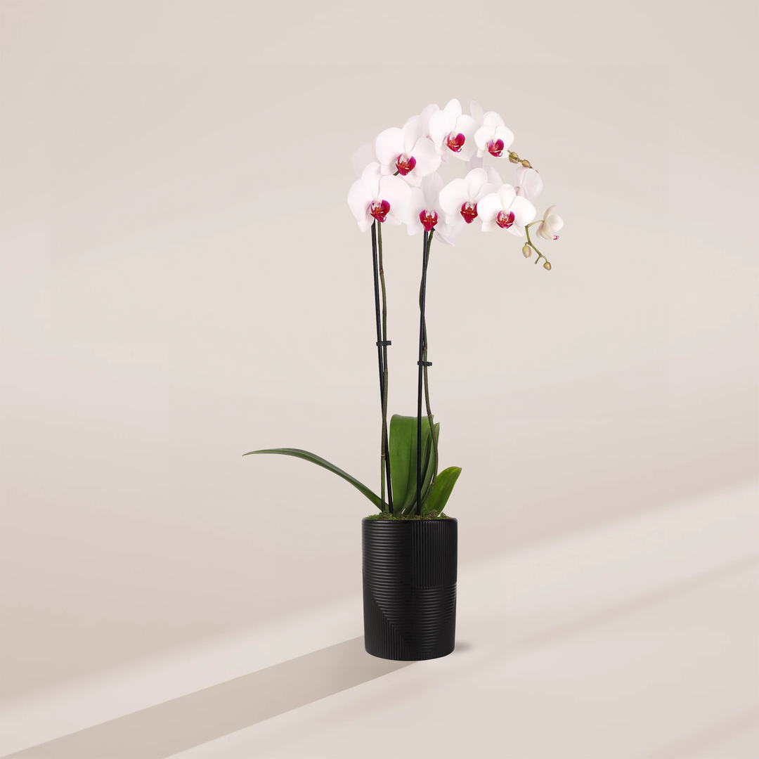 Red Lip Moth Orchid