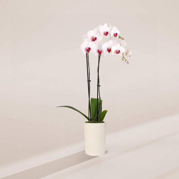 Red Lip Moth Orchid