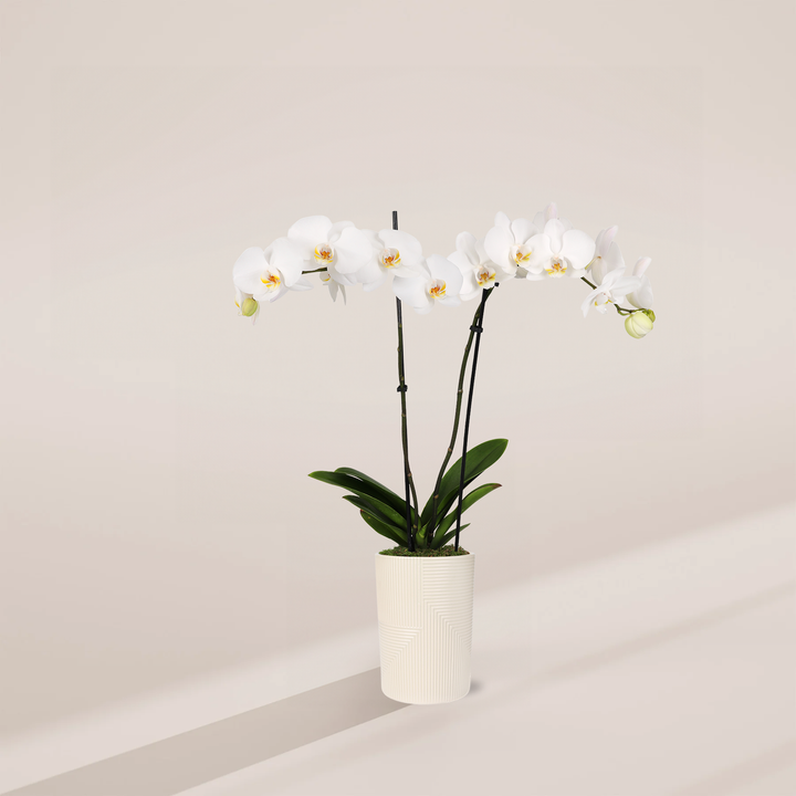 White Phalaenopsis Orchid