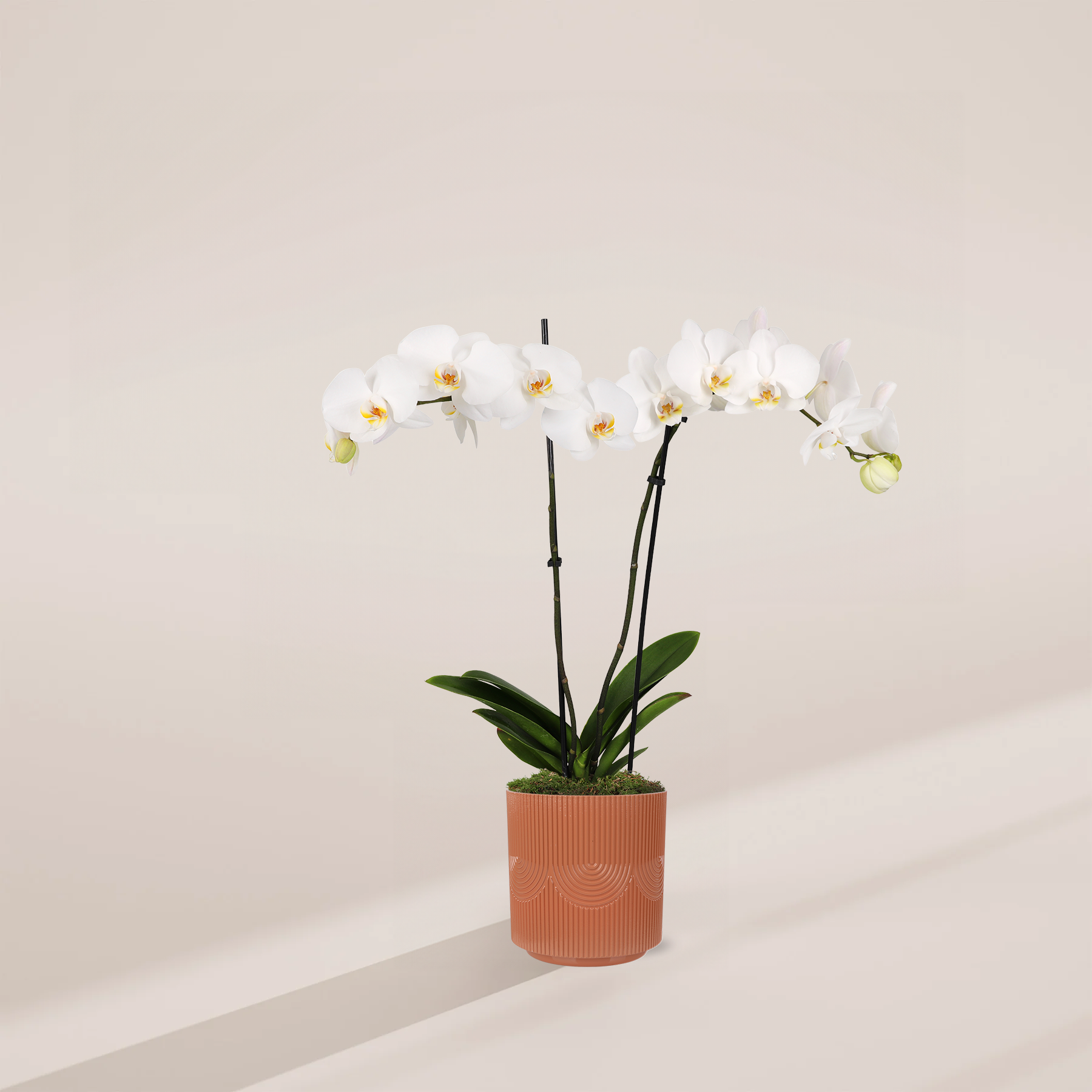 white orchid indoor plant White Phalaenopsis Orchid | White Orchids